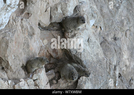 Rock Hyrax (Procavia syriaca) Groupe sur la pente de montagne, Oman, Février Banque D'Images