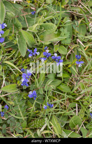 Polygale incarnat (Polygala vulgaris) floraison, Oxfordshire, Angleterre, peut. Banque D'Images