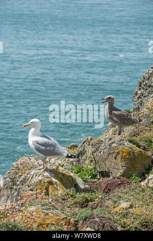 Des profils goéland argenté (Larus argentatus) avec chick, South Stack, Anglesey, Pays de Galles, juillet. Banque D'Images