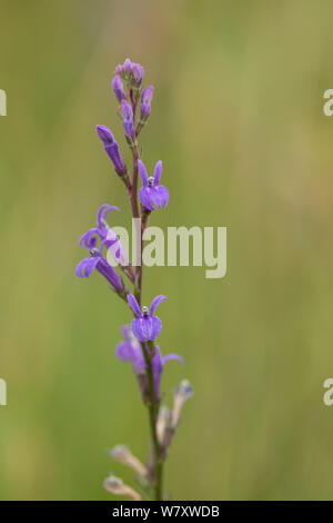 Lobelia Lobelia urens (Heath) floraison, une plante très rare au Royaume-Uni. Devon, Angleterre, juillet. Banque D'Images