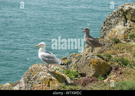 Des profils goéland argenté (Larus argentatus) avec chick, South Stack, Anglesey, Pays de Galles, juillet. Banque D'Images
