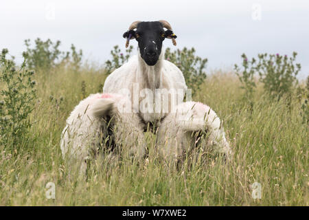 Swaledale (Ovis aries) brebis tondue récemment avec paire de agneaux suckling, Cumbria, Royaume-Uni, juillet. Banque D'Images