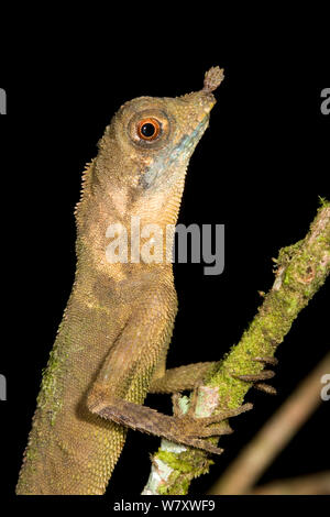 Forêt cornu Dragon (Aphaniotis ornata) Danum Valley, Bornéo. Banque D'Images