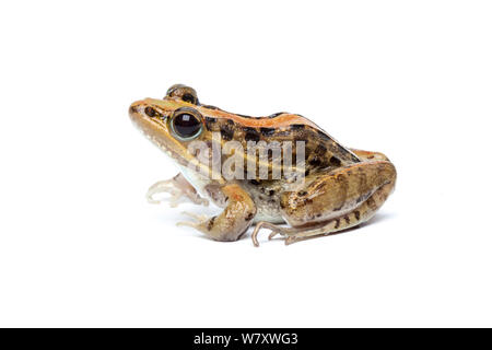 L'Herbe de Mascarene (grenouille Ptychadena mascareniensis) sur fond blanc, à Madagascar. Banque D'Images