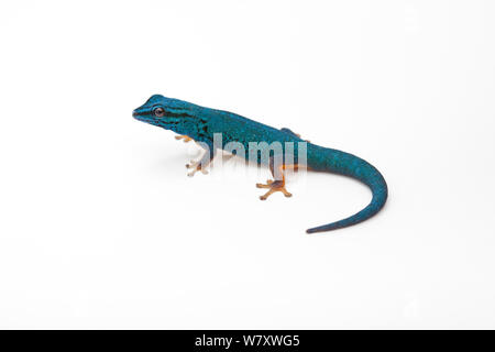 Electric Blue day gecko Lygodactylus williamsi (sur fond blanc), endémique de la Tanzanie. Espèces en danger critique d'extinction. Banque D'Images