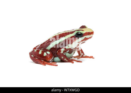 Le phare poison dart frog (Epipedobates tricolor) sur fond blanc, endémique de l'Équateur en captivité. Les espèces en voie de disparition. Banque D'Images