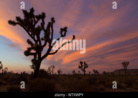 Joshua Tree (Yucca brevifolia) qui se profile au crépuscule, Joshua Tree National Park, Californie, USA, mai. Banque D'Images