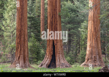 Le Séquoia géant (Sequoiadendron giganteum) Sierra Nevada, en Californie, USA, mai. Banque D'Images