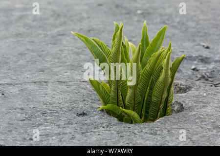 Hart&# 39;s Scolopendre (Asplenium scolopendrium) poussant sur des lapiez, démarche Barrows, Lancashire, England, UK, juillet. Banque D'Images