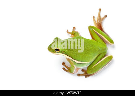 American Rainette verte (Hyla cinerea) sur fond blanc, captive est présent dans le sud des États-Unis. Banque D'Images