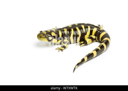 La salamandre tigrée (Ambystoma tigrinum mavortium) états du centre-sud, Amérique du Nord. Banque D'Images