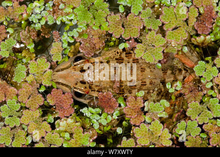 L'Herbe de Mascarene (grenouille Ptychadena mascareniensis camouflés parmi les plantes de l'eau), endémique à Madagascar. Banque D'Images