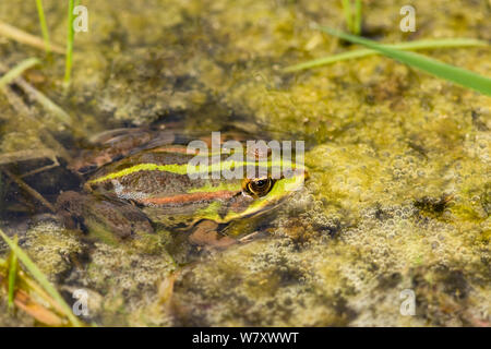 Grenouille des marais (Pelophylax ridibunda) Rainham Marshes, Essex, UK, avril. Banque D'Images