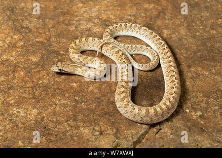 Serpent brillant du désert (Arizona elegans eburnata) Anza-Borrego Desert, Californie du Sud, USA, mai. Banque D'Images
