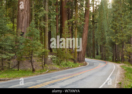 US Highway 198 passant par le Sequoia National Park, Californie, USA, mai. Banque D'Images