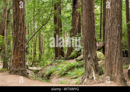 Coastal Redwood (Sequoia sempervirens) à Pfeiffer Big Sur State Park, Californie, USA, Juin.. Banque D'Images