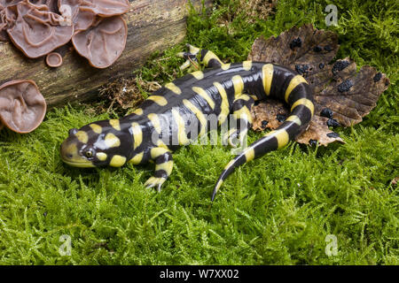 La salamandre tigrée (Ambystoma tigrinum mavortium) se produit dans le sud et le centre des USA. Banque D'Images