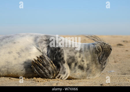 Phoque gris (Halichoerus grypus) rayer elle-même avec une nageoire en position allongée sur une plage de sable fin, Norfolk, UK, janvier. Banque D'Images