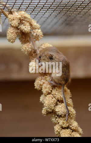 Les jeunes souris Micromys minutus (récolte) se nourrissent d'une pulvérisation de semences de mil dans une cage d'élevage, à partir d'un projet de réintroduction, Lifton, Devon, UK, mai. Banque D'Images