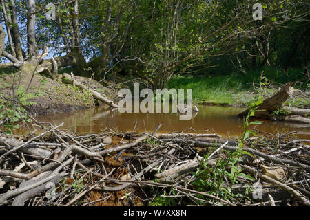 Barrage de couper les branches rongées et construits par les castors d'Eurasie (Castor fiber) à un barrage d'eau, la création d'un étang à l'intérieur d'une grande forêt humide boîtier, Devon, Royaume-Uni, juin. Banque D'Images