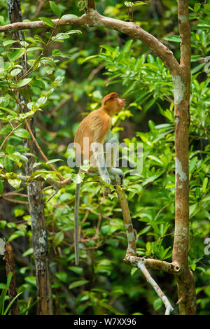 Proboscis Monkey (Nasalis larvatus) Parc national de Tanjung Puting, Borneo-Kalimatan, Indonésie, espèce en voie de disparition. Banque D'Images