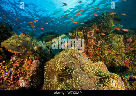 Poisson de l'anémone rose (Amphiprion perideraion) dans un récif de corail, le Parc National de Komodo, en Indonésie. Banque D'Images