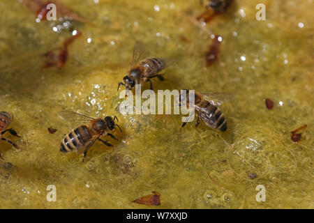 Abeille à miel (Apis mellifera) potable travailleurs à partir d'algues-étang couvert. Surrey, Angleterre, août. Banque D'Images