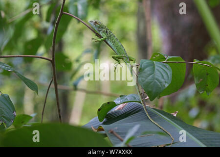 Lézard Anolis immatures (Anolis richardii) sur une branche. Tobago, West Indies. Banque D'Images