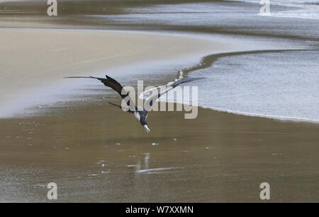 Frégate superbe (Fregata magnificens) swooping pour arracher les petits poissons au large de la plage. Tobago, West Indies. Banque D'Images