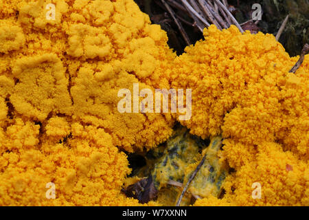 Myxomycète jaune (Fuligo septica) croissant sur une souche de pin en décomposition, Surrey, Angleterre, avril. Banque D'Images