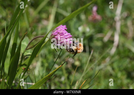 Adossé à Orange de bourdons (Bombus muscorum) se nourrissant sur le trèfle rouge (Trifolium pratense) Pyrénées françaises, France, juillet. Banque D'Images