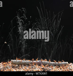 Les fourmis des bois (Formica rufa) projections d'acide formique pour protéger leur nid. Surrey, Angleterre, juin. Composite numérique. Banque D'Images