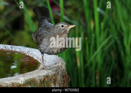 Blackbird (Turdus merula) femelle sur Gucci, Surrey, Angleterre, juin. Banque D'Images