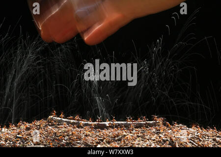 Les fourmis des bois (Formica rufa) projections d'acide formique à une main humaine, Surrey, Angleterre, juin. Banque D'Images