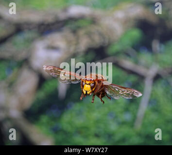 Frelon européen (Vespa crabro) travailleur en vol, Surrey, Angleterre, août. Banque D'Images