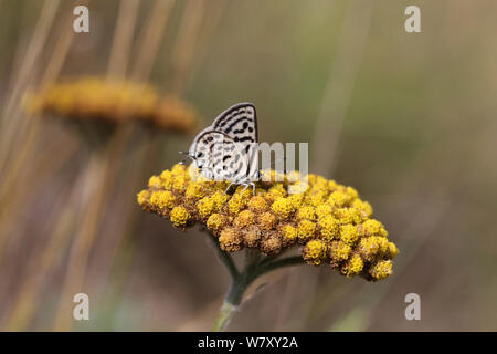 Little tiger blue butterfly (Tarucus balkanicus) Bulgarie, juillet. Banque D'Images