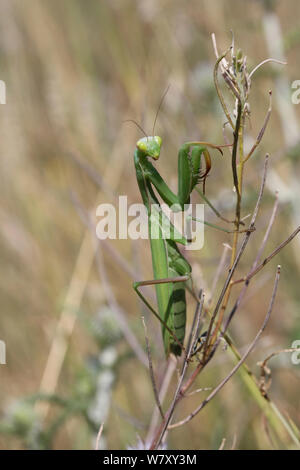 La mante religieuse (Mantis religiosa), femelle, Bulgarie, juillet. Banque D'Images