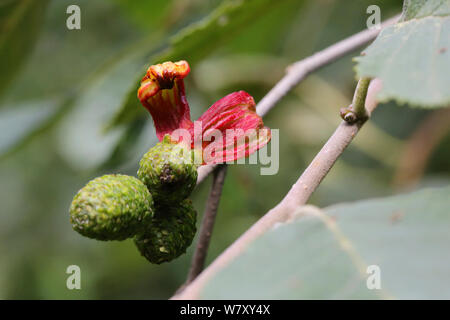 Langue de l'Aulne gall causées par des pathogènes fongiques des plantes (Taphrina alni) Bulgarie, août. Banque D'Images