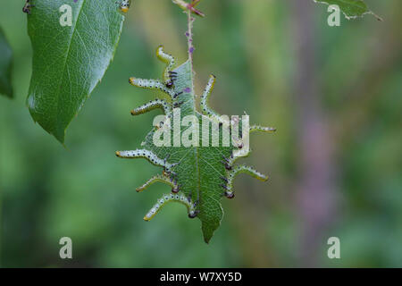 La tenthrède Arge ochropus (Rose) larves sur des feuilles de rose, Surrey, Angleterre, août. Banque D'Images