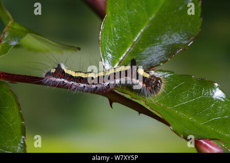 Dague gris (Acronicta psi) Caterpillar, Surrey, Angleterre, septembre. Banque D'Images