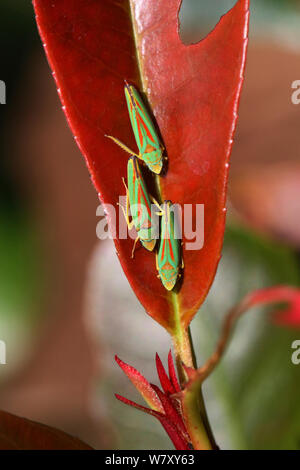 Feuilles de Rhododendron-hoppers (Graphocephala fennahi) sur feuille (Photinia sp) Surrey, Angleterre, octobre. Banque D'Images