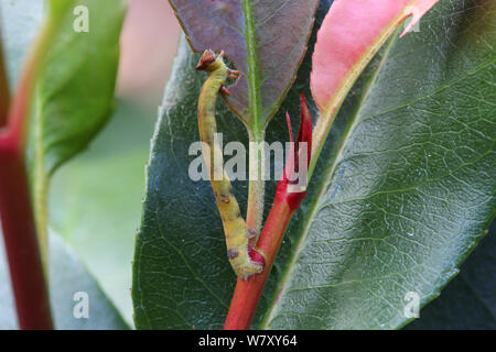 Ourapteryx sambucaria papillon machaon (caterpillar) se nourrissent de feuilles (Photinia sp) montrant le camouflage couleur et forme pour correspondre à pétiole des feuilles. Surrey, Angleterre, octobre. Banque D'Images