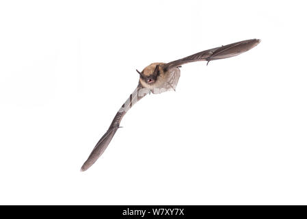 À vibrisses (Myotis mystacinus) adulte en vol, Belgique, septembre. meetyourneighbors.net project Banque D'Images