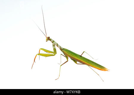 Mantis Mantis religiosa (européenne), Hassloch, Rhénanie-Palatinat, Allemagne, octobre. meetyourneighbors.net project Banque D'Images