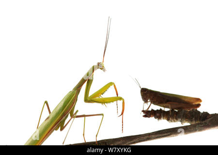 Mantis Mantis religiosa (européenne), Hassloch, Rhénanie-Palatinat, Allemagne, octobre. meetyourneighbors.net project Banque D'Images