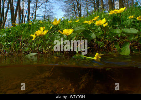 Le populage des marais (Caltha palustris) le long de la banque du ruisseau, North Holland. Avril. Banque D'Images