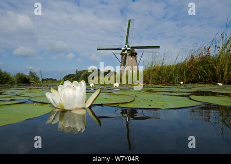 Moulin à eau avec nénuphars blancs (Nymphaea alba) Tourbière Lac Naardermeer, Hollande. Août 2008 Banque D'Images