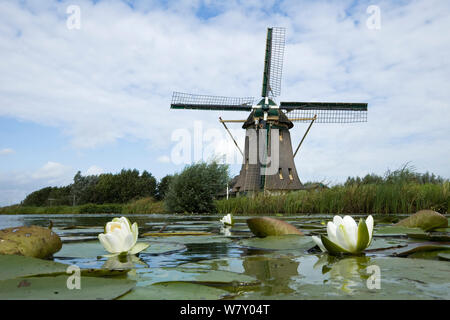 Moulin à eau avec nénuphars blancs (Nymphaea alba) Tourbière Lac Naardermeer, Hollande. Août 2008 Banque D'Images