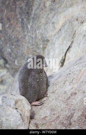 Manchot Adélie (Pygoscelis adeliae), l'Antarctique. Banque D'Images