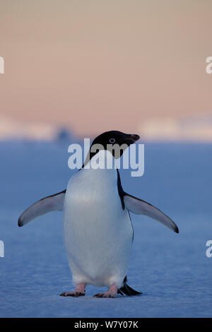 Manchot Adélie (Pygoscelis adeliae) portrait, l'Antarctique. Banque D'Images